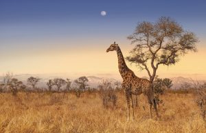 10 South Africa travel tips you need to know before you go