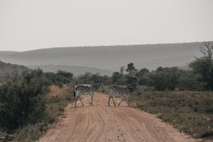 10 tips for safari you need to know before you go