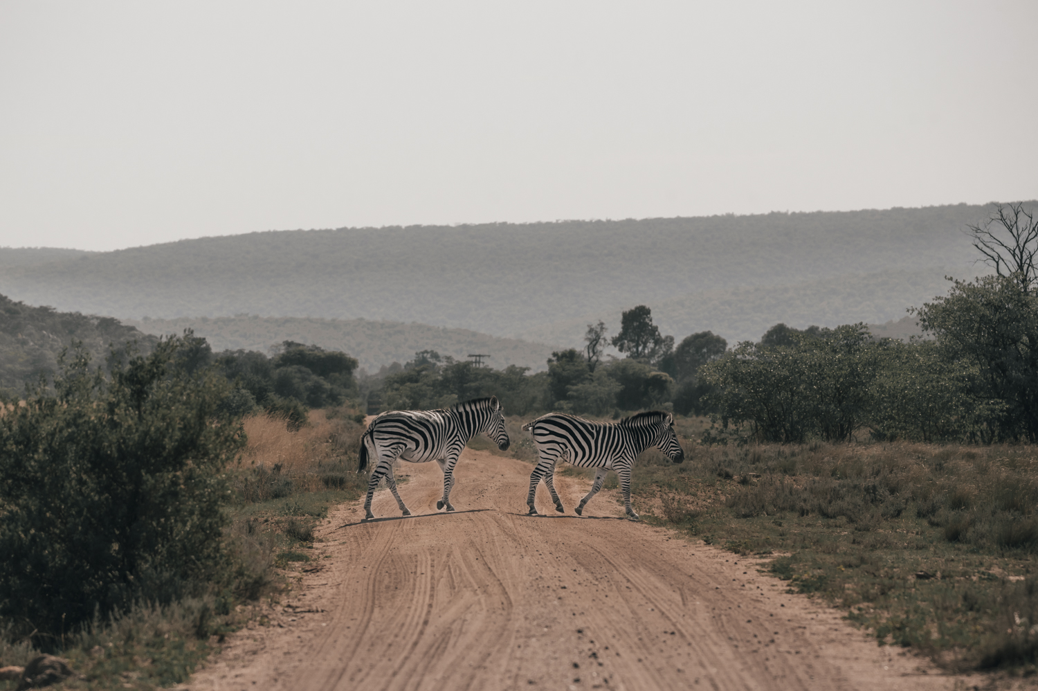 back-to-the-bush-fotografie-retreat-in-zuid-afrika-white-lion-travel